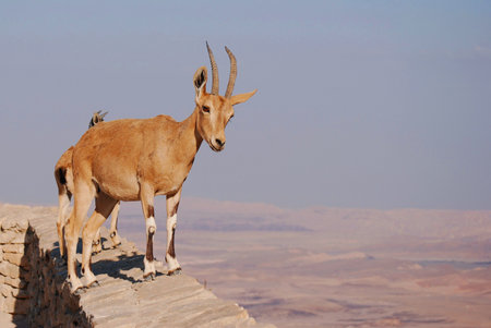 Ibex on the edge of the Machtesh Ramon in Mitzpe Ramon, Israel, Negev desertの写真素材