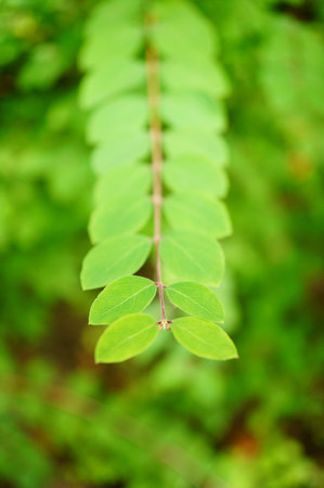 A vertical shallow focus shot of tiny leaves on a branch in a gardenの写真素材