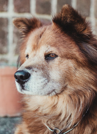A closeup of the fluffy brown adorable domestic dog against the blurry backgroundの写真素材