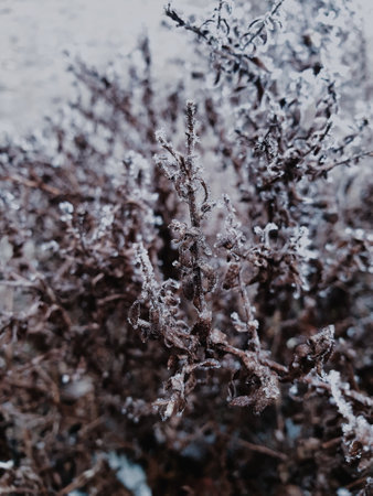 A vertical shot of a frozen treeの写真素材