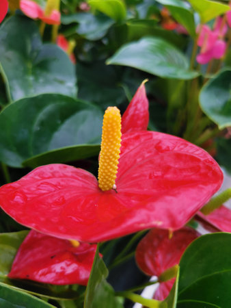A vertical shot of laceleaf flowers in a garden with a blurry backgrouの写真素材