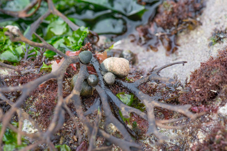 Beach of Etretat in the north of France, close up of plants and animals between the round stones, tourismの写真素材