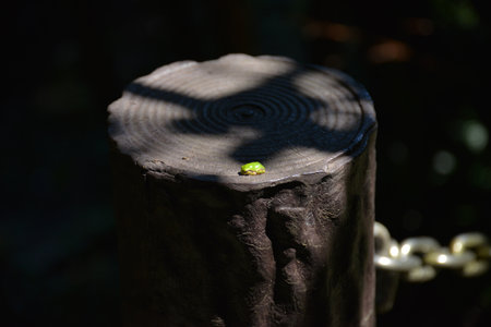 A closeup shot of a wooden stump under the shadow