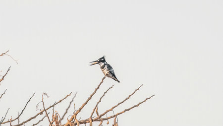 A pied kingfisher perched on a dry branch outdoorsの写真素材