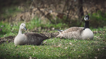 A closeup shot of cute geese lying on the grassの写真素材