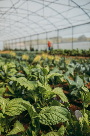 The cultivation of plants and vegetables in a greenhouseの写真素材