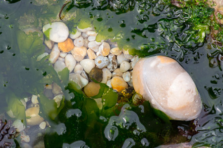 Beach of Etretat in the north of France, close up of plants and animals between the round stones, tourismの写真素材