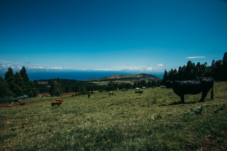 A herd of cows resting in the grasslandの写真素材