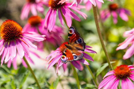 peacock butterfly (aglais io) sitting and harvesting on a purple coneflower (echinacea) in the sunの写真素材