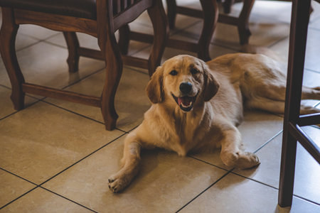 A big dog laying on the floorの写真素材