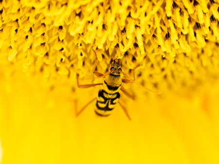 A macro shot of a Bamboo Tiger Longhorn on a sunflowerの写真素材