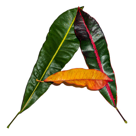 The letter 'A' designed out of colorful croton leaves isolated on a white background - ecology and nature conceptの写真素材