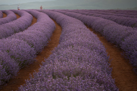 A beautiful view of rows of a lavender field and farmworkers in the distanceの写真素材