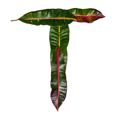 The letter 'T' designed out of colorful croton leaves isolated on a white background - ecology and nature conceptの写真素材