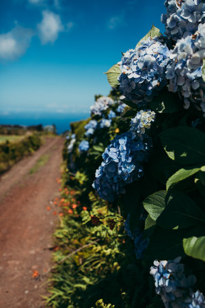 A deciduous shrub of bigleaf hydrangea with blue flowersの写真素材