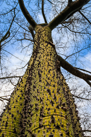 A vertical low angle shot of the thorns on the trunk of a silk floss tree in Valencia, Spainの写真素材