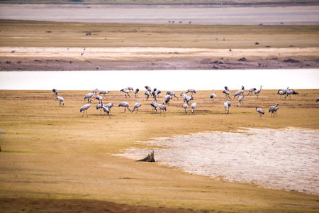 Cranes at the Lac du der in France, Wetland water birdsの写真素材