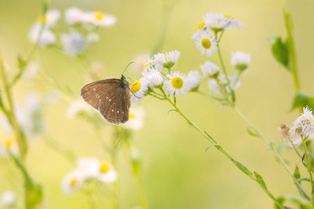 Butterfly in a green spring meadow, Haff Reimechnature reserve in Luxembourgの写真素材