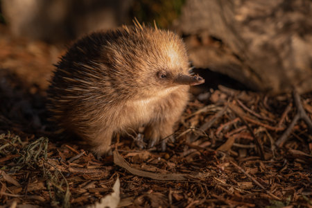 A closeup of a cute short-beaked echidna in the zooの写真素材