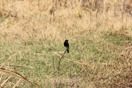 A view of a small bird perched on the branch in the forest