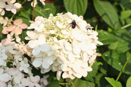 A fly on a white flower in the garden