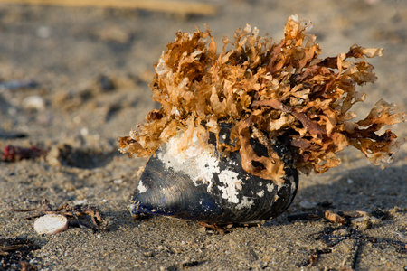 A closeup shot of a shell with marine corals on the sand