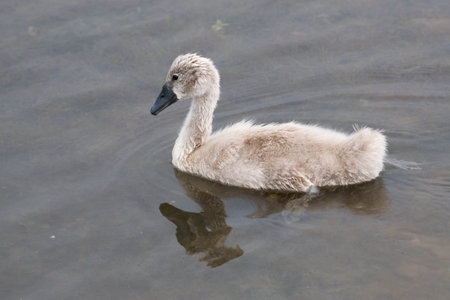 Swan family, mother with her chicks, swimming on the river Moselle in Germany, water birdsの写真素材