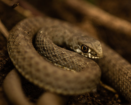A snake laying in the branches with the blurred backgroundの写真素材