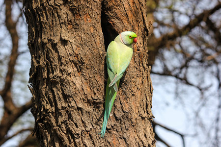 A closeup of an alexandrine parakeet on a tree in a field in the Keoladeo National Park, Bharatpur,...