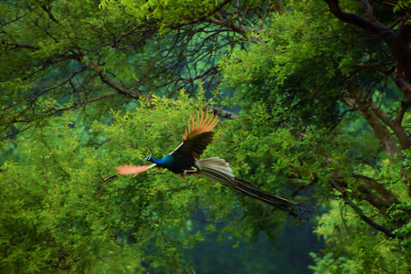 A view of a peacock in fligh in the background of green deciduous treesの写真素材