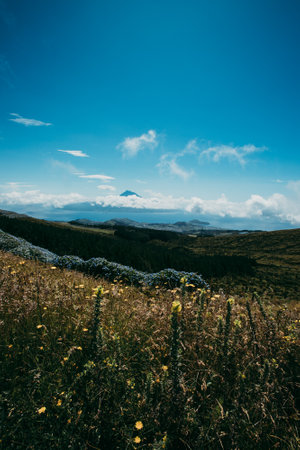 Beautiful wildflowers in the meadow with a view of Pico island in the backgroundの写真素材