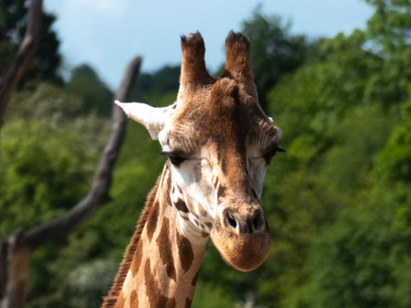 Head of giraffe eating leaves and looking into camera.の写真素材