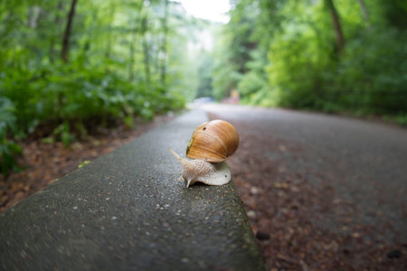 A selective of a garden snail on the street in a forestの写真素材