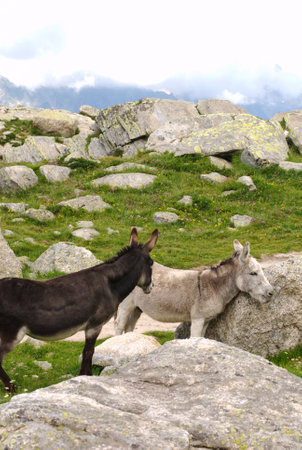 Pecan nuts on a shabby white background, empty copy space for text, pile of nutsの写真素材