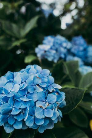 A closeup of a beautiful mophead hydrangea plant with blue flowers