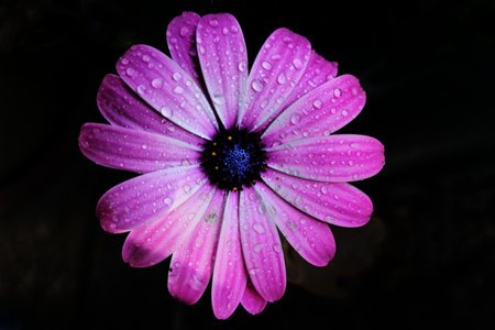 A pink flower head with dewdrops on the petals isolated on a black background
