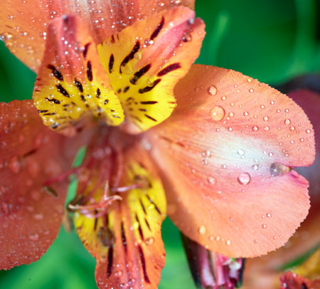 A closeup shot of a Lily of the Incas flower with some water dropsの写真素材