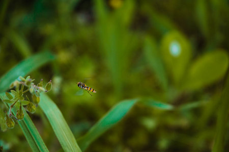 A closeup shot of a bee flying near a plant on a blurred backgroundの写真素材