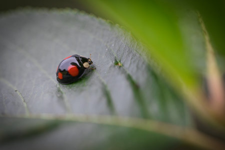 A selective focus shot of a ladybug on a green leaf under spotlightの写真素材