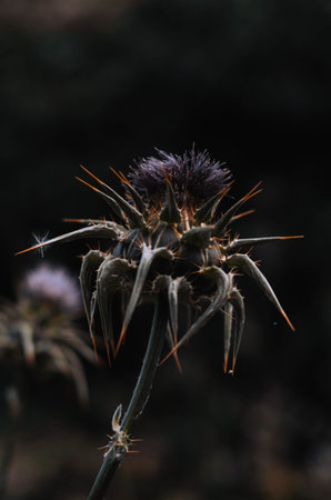 A vertical shot of a dry Thistle flower on a blurred backgroundの写真素材