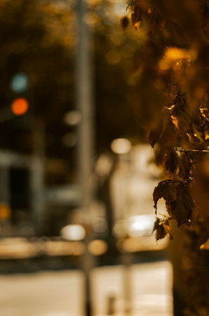 A vertical shot of dry autumn leaves on a blurred backgroundの写真素材