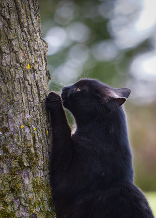 A vertical shot of a black cat trying to climb on a treeの写真素材