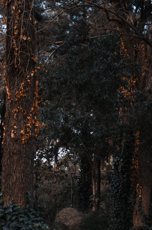 A vertical shot of trees with dry trees in a forest in an autumn dayの写真素材