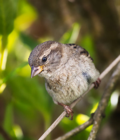 A selective focus shot of a sparrow perched on a tree branch in springの写真素材