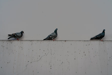 Three pigeons standing against wall. Horizontal shot with copy spaceの写真素材