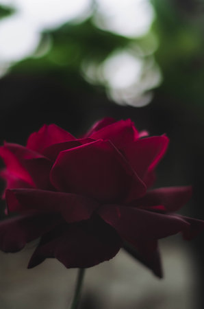 A vertical shot of a red rose flower on a blurred backgroundの写真素材