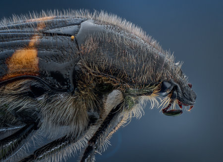 A macro of an Euphoria basalis insectの写真素材