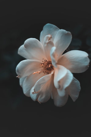 A vertical shot of a Magnolia flower on a blurred backgroundの写真素材