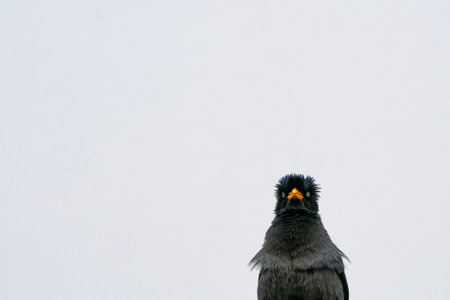 Cute bird against white wall with plenty of copy spacの写真素材