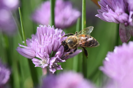 A closeup of a bee collecting pollen from the Fresh Chive flower in a field under the sunlight